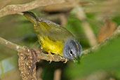 White-lored Warbler, Sierra Nevada de Santa Marta, Magdalena, Colombia, April 2012 - click for larger image