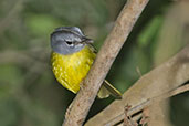 White-lored Warbler, Sierra Nevada de Santa Marta, Magdalena, Colombia, April 2012 - click for larger image