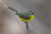 Golden-crowned Warbler, Mãe-da Lua Reserve, Ceará, Brazil, October 2008 - click for larger image