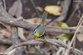 Golden-crowned Warbler, Mãe-da Lua Reserve, Ceará, Brazil, October 2008 - click for larger image