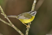 Golden-crowned Warbler, Serra Bonita, Camacan, Brazil, November 2008 - click for larger image