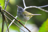 White-rimmed Warbler, Teresópolis, Rio de Janeiro, Brazil, November 2008 - click for larger image