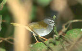 White-rimmed Warbler, Serra da Cantareira, São Paulo, Brazil, July 2001 - click for larger image