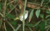 White-rimmed Warbler, Serra da Cantareira, São Paulo, Brazil, July 2001 - click for larger image