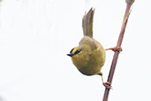 Black-crested Warbler, Montaña del Oso, Cundinamarca, Colombia, April 2012 - click for larger image