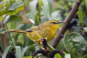 Black-crested Warbler, Montaña del Oso, Cundinamarca, Colombia, April 2012 - click for larger image