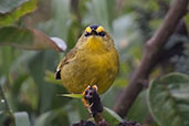 Black-crested Warbler, Montaña del Oso, Cundinamarca, Colombia, April 2012 - click for larger image