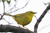 Black-crested Warbler, Montaña del Oso, Cundinamarca, Colombia, April 2012 - click for larger image