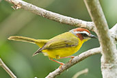 Rufous-capped Warbler, Minca, Magdalena, Colombia, April 2012 - click for larger image