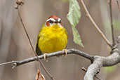 Rufous-capped Warbler, Minca, Magdalena, Colombia, April 2012 - click for larger image