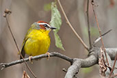 Rufous-capped Warbler, Minca, Magdalena, Colombia, April 2012 - click for larger image