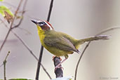 Rufous-capped Warbler, Copan Ruinas, Honduras, March 2015 - click for larger image