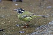 Three-striped Warbler, Cabanas San Isidro, Napo, Ecuador, November 2019 - click for larger image