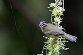 Three-striped Warbler, Cabanas San Isidro, Napo, Ecuador, November 2019 - click for larger image