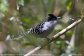 Male  Giant Antshrike, Parque do Zizo, São Paulo, Brazil, November 2006 - click for larger image