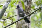 Male  Giant Antshrike, Parque do Zizo, S�o Paulo, Brazil, November 2006 - click for larger image