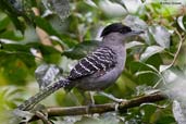 Male Giant Antshrike, Teresópolis, Rio de Janeiro, Brazil, November 2008 - click for larger image