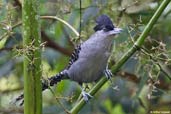 Male Giant Antshrike, Teresópolis, Rio de Janeiro, Brazil, November 2008 - click for larger image