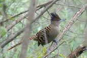 Female  Giant Antshrike, Intervales, São Paulo, Brazil, April 2004 - click for larger image