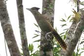 Female  Giant Antshrike, Intervales, São Paulo, Brazil, April 2004 - click for larger image