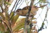 Female  Giant Antshrike, Intervales, São Paulo, Brazil, April 2004 - click for larger image