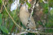 Female  Giant Antshrike, Intervales, São Paulo, Brazil, April 2004 - click for larger image