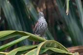 Point-tailed Palmcreeper, Amazonas, Brazil, August 2004 - click for larger image