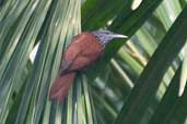 Point-tailed Palmcreeper, Amazonas, Brazil, August 2004 - click for larger image
