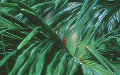 Point-tailed Palmcreeper, Amazonas, Brazil, July 2001 - click for larger image