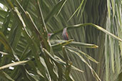 Point-tailed Palmcreeper, Rioja, San Martin, Peru, October 2018 - click for larger image