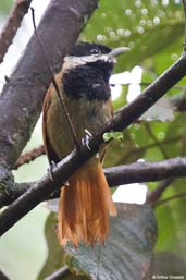 Male White-bearded Antshrike, Teresópolis, Rio de Janeiro, Brazil, November 2008 - click for larger image