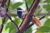 Male White-bearded Antshrike, Teresópolis, Rio de Janeiro, Brazil, November 2008 - click for larger image