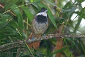 Male White-bearded Antshrike, Intervales, São Paulo, Brazil, April 2004 - click for larger image