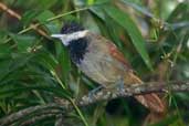 Male White-bearded Antshrike, Intervales, São Paulo, Brazil, April 2004 - click for larger image