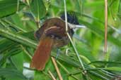 Male White-bearded Antshrike, Intervales, São Paulo, Brazil, April 2004 - click for larger image