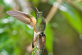 Buff-tailed Coronet, Rio Blanco, Caldas, Colombia, April 2012 - click for larger image