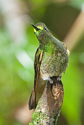 Buff-tailed Coronet, Rio Blanco, Caldas, Colombia, April 2012 - click for larger image