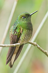 Buff-tailed Coronet, Rio Blanco, Caldas, Colombia, April 2012 - click for larger image