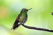 Buff-tailed Coronet, Bellavista Reserve, Pichincha, Ecuador, November 2019 - click for larger image