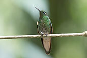 Buff-tailed Coronet, Guango Lodge, Napo, Ecuador, November 2019 - click for larger image