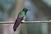 Buff-tailed Coronet, Guango Lodge, Napo, Ecuador, November 2019 - click for larger image