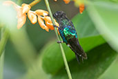 Velvet-purple Coronet, Amagusa Reserve, Pichincha, Ecuador, November 2019 - click for larger image