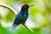 Velvet-purple Coronet, Amagusa Reserve, Pichincha, Ecuador, November 2019 - click for larger image
