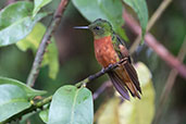 Chestnut-breasted Coronet, Abra Patricia, Amazonas, Peru, October 2018 - click for larger image