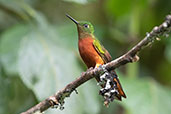 Chestnut-breasted Coronet, Guango Lodge, Napo, Ecuador, November 2019 - click for larger image