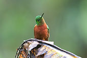 Chestnut-breasted Coronet, Cabanas San Isidro, Napo, Ecuador, November 2019 - click for larger image