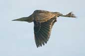 Pinnated Bittern, Cassino, Rio Grande do Sul, Brazil, August 2004 - click for larger image