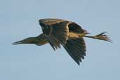 Pinnated Bittern, Cassino, Rio Grande do Sul, Brazil, August 2004 - click for larger image