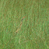 Pinnated Bittern, Roraima, Brazil, July 2001 - click for larger image