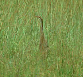 Pinnated Bittern, Roraima, Brazil, July 2001 - click for larger image